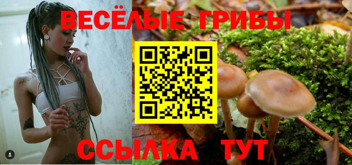 Псилоцибиновые грибы Cubensis Сунжа